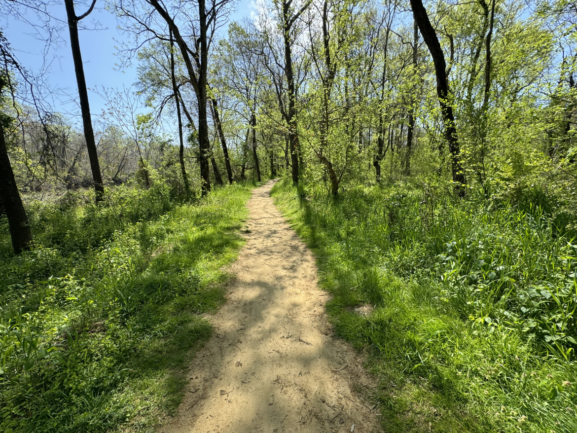 A sandy path winding through a green, lush forest with tall trees and bright sunlight filtering through the leaves on a clear blue sky day.