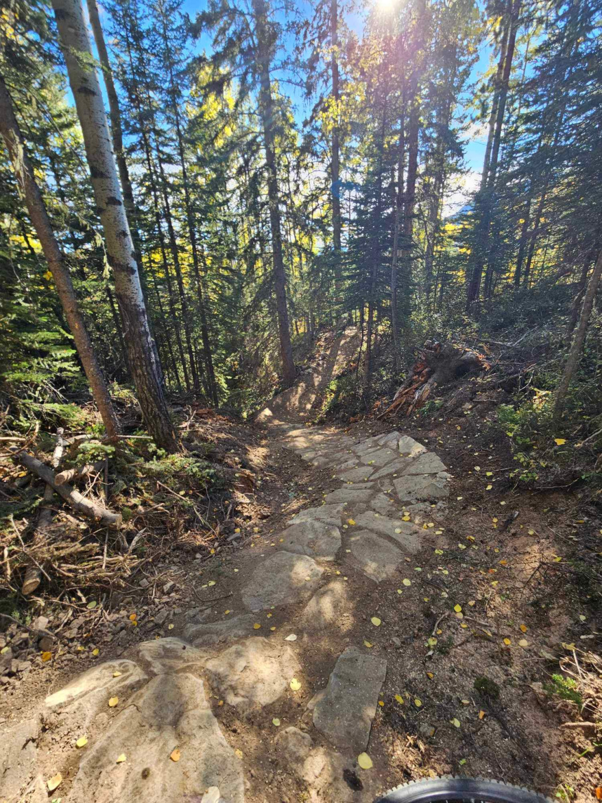 A winding trail cuts through a dense forest of tall evergreen trees, illuminated by sunlight filtering through the branches. The path is partially lined with stone, and small yellow leaves are scattered on the ground, suggesting an autumn setting.