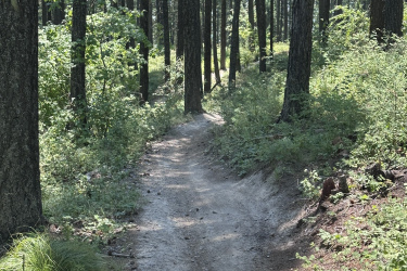 A winding dirt trail surrounded by tall trees and lush greenery in a forested area, with dappled sunlight filtering through the leaves. The path is slightly rocky and appears natural, leading deeper into the woods. Reservoir Trail mountain bike trail.