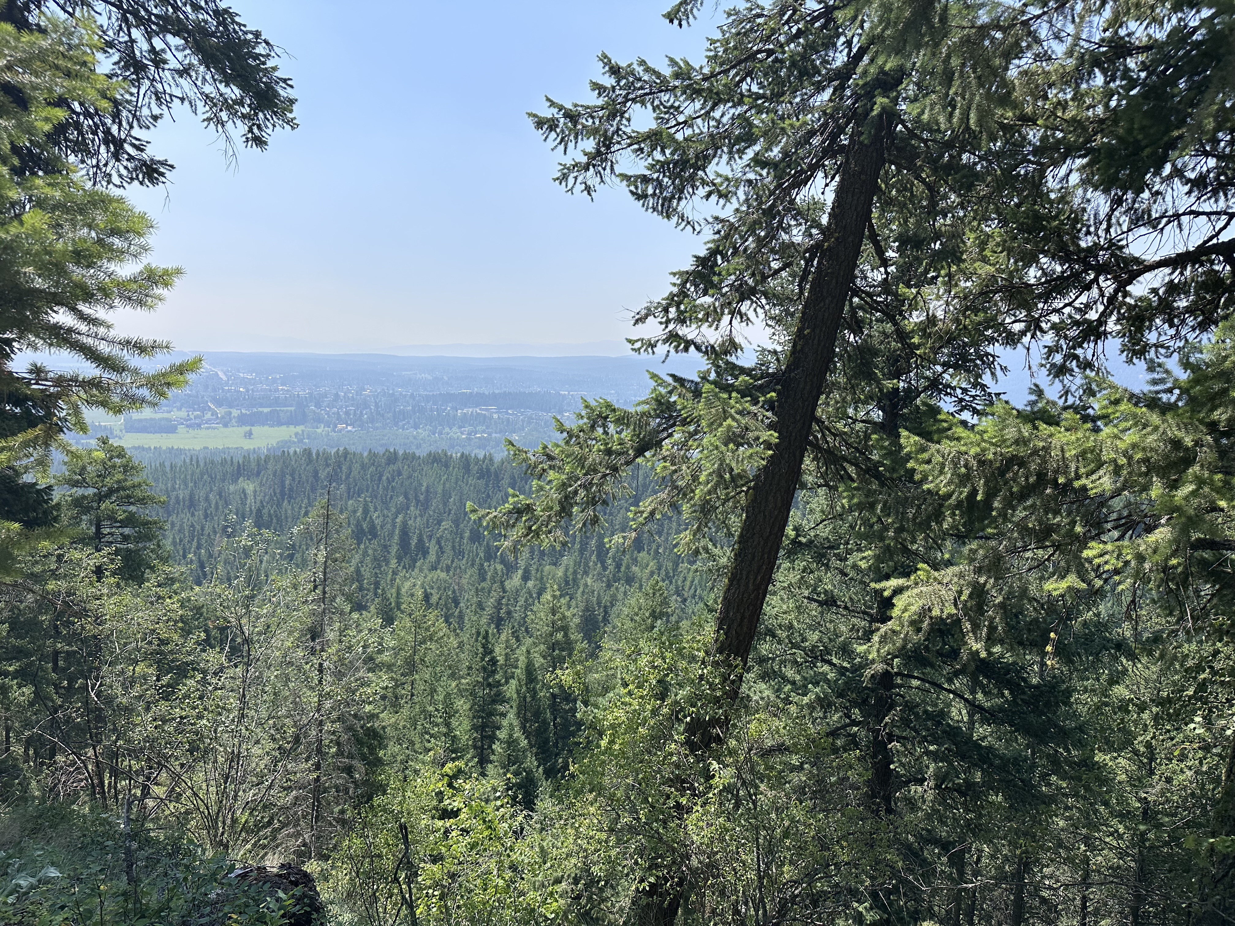 A scenic view of a lush forest from a mountain overlook, featuring tall pine trees in the foreground and rolling hills and valleys stretching into the distance under a clear blue sky. Reservoir Trail mountain bike trail.