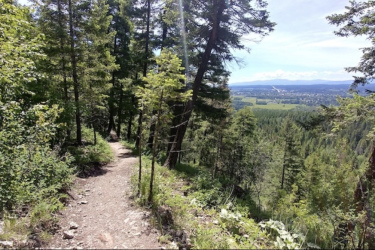 A narrow, winding dirt path leads through a lush, green forest with tall trees and underbrush, showcasing a scenic view of a valley below and distant mountains under a clear blue sky. Reservoir Trail mountain bike trail.
