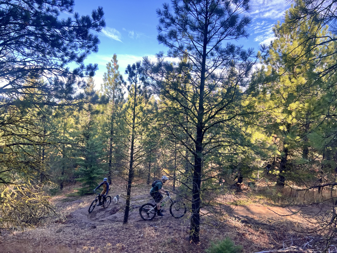 Two mountain bikers navigate a winding dirt trail among tall, green trees in a sunlit forest. The scene captures a mix of lush foliage and a clear blue sky, with hints of sunshine filtering through the branches.