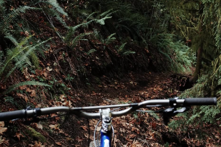 A mountain bike is positioned at the forefront, with the handlebars visible, and a winding dirt trail surrounded by lush green ferns and autumn leaves in a forest setting.