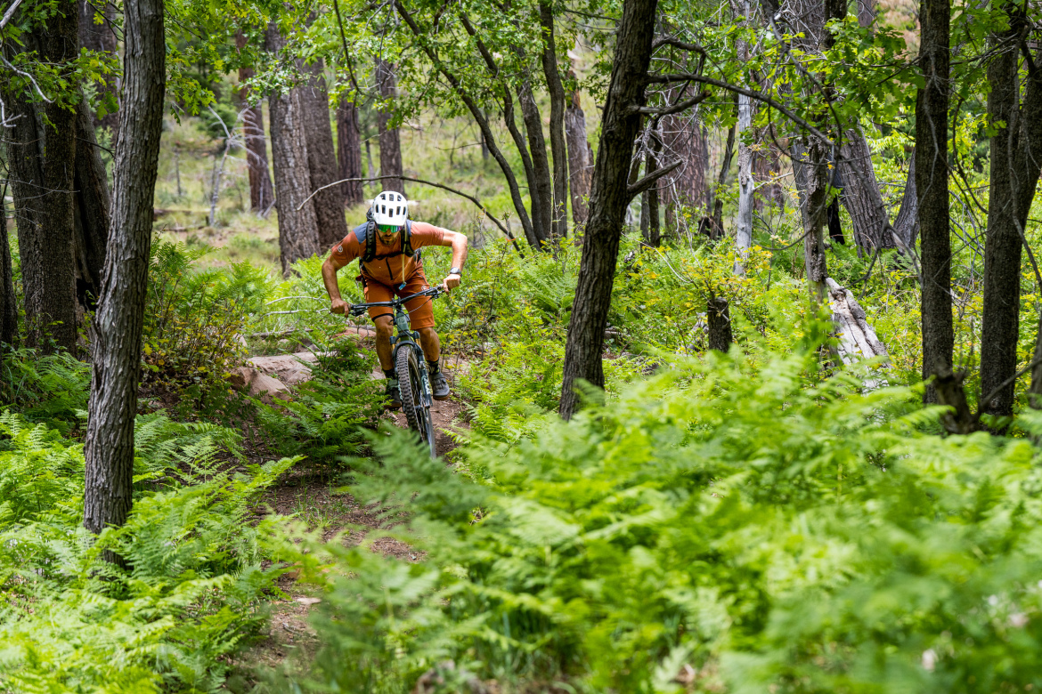 A mountain biker navigates a narrow trail surrounded by lush green ferns and tall trees, leaning forward as they approach a rocky section of the path. The biker is wearing a helmet and has an enthusiastic expression, showcasing a moment of action and adventure in a forested setting.