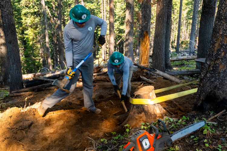 Two workers in a forest are engaged in tree stump removal. One is using a pickaxe while the other digs around the stump with a tool. Both are wearing safety helmets and gloves. A chainsaw is placed on the ground nearby, and the surrounding area features tall trees and fallen branches. The setting appears to be a clear day in a wooded environment.