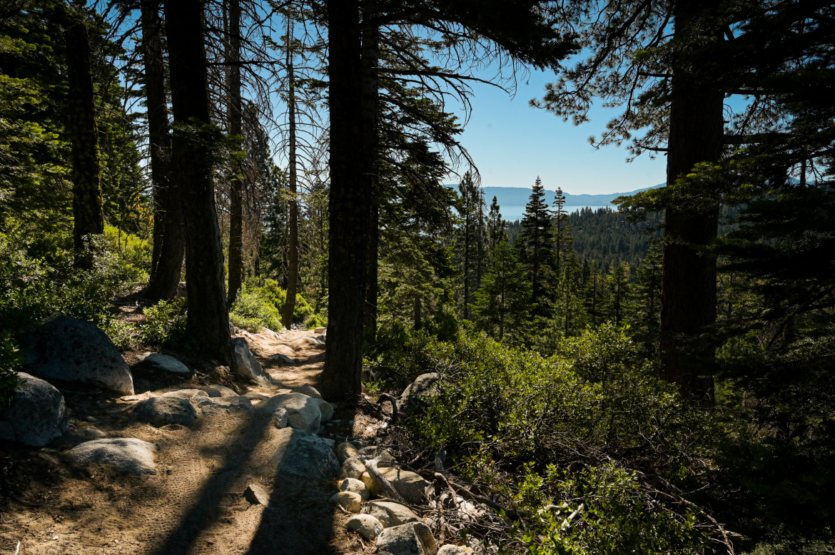 A serene forest path winding through tall trees, surrounded by lush greenery and rocky terrain, with a distant view of a lake and hills under a clear blue sky.
