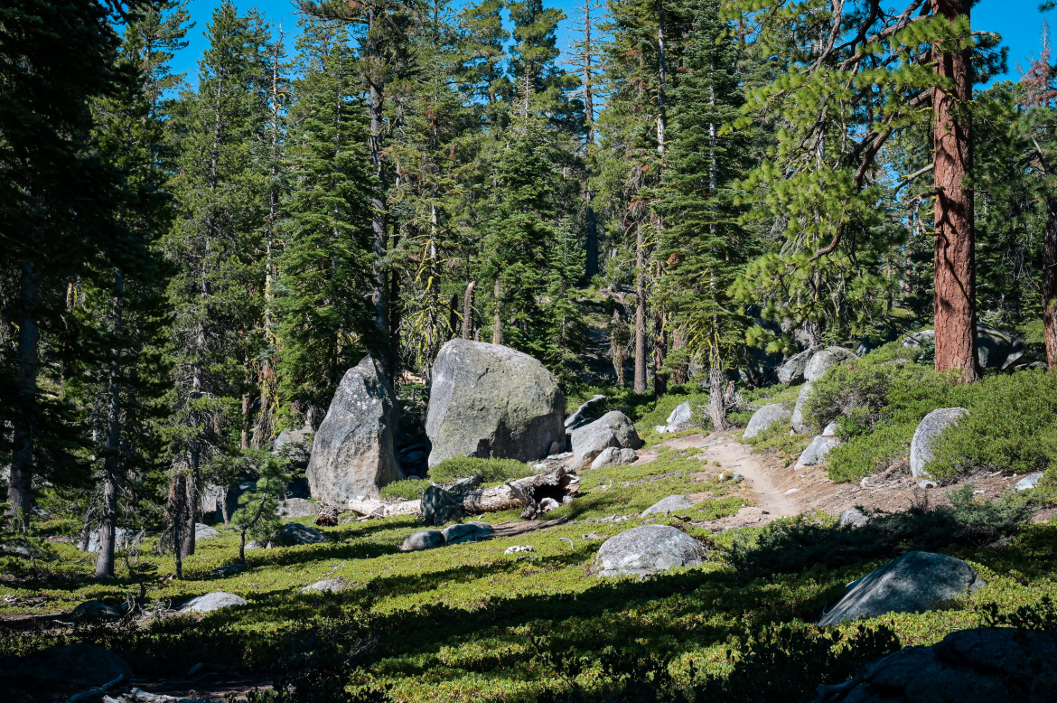 A serene forest landscape featuring tall green pine trees, large rocks scattered across the ground, and a dirt pathway winding through the greenery. The scene is set under a clear blue sky, highlighting the natural beauty and tranquility of the area.