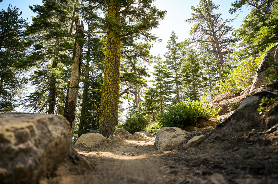 A forest trail viewed from a low angle, featuring rocky terrain and a sandy path surrounded by tall trees. Sunlight filters through the leaves, illuminating patches of moss on the tree trunks and green shrubs along the path.