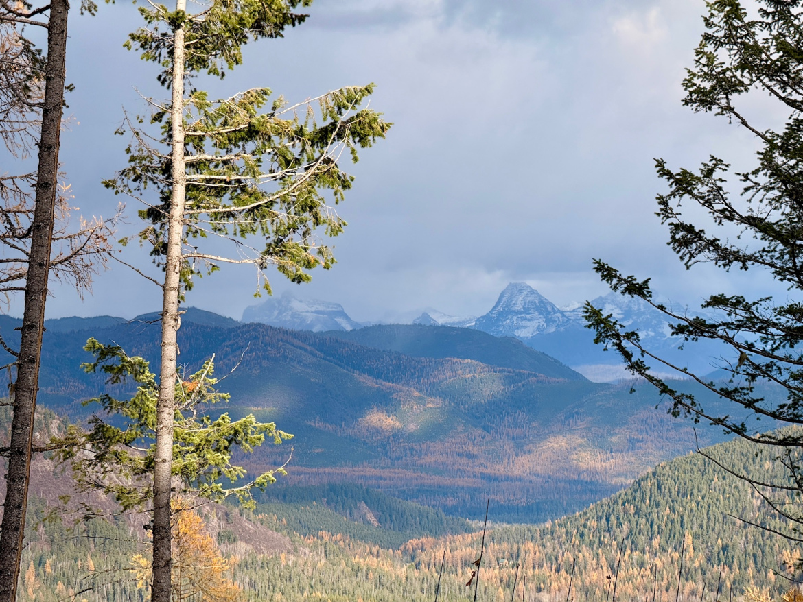 A scenic view of mountains in the distance under a partly cloudy sky, framed by the trunks and branches of evergreen trees in the foreground. The landscape displays a range of green hues with patches of autumn-colored foliage, showcasing the natural beauty of a mountainous region.