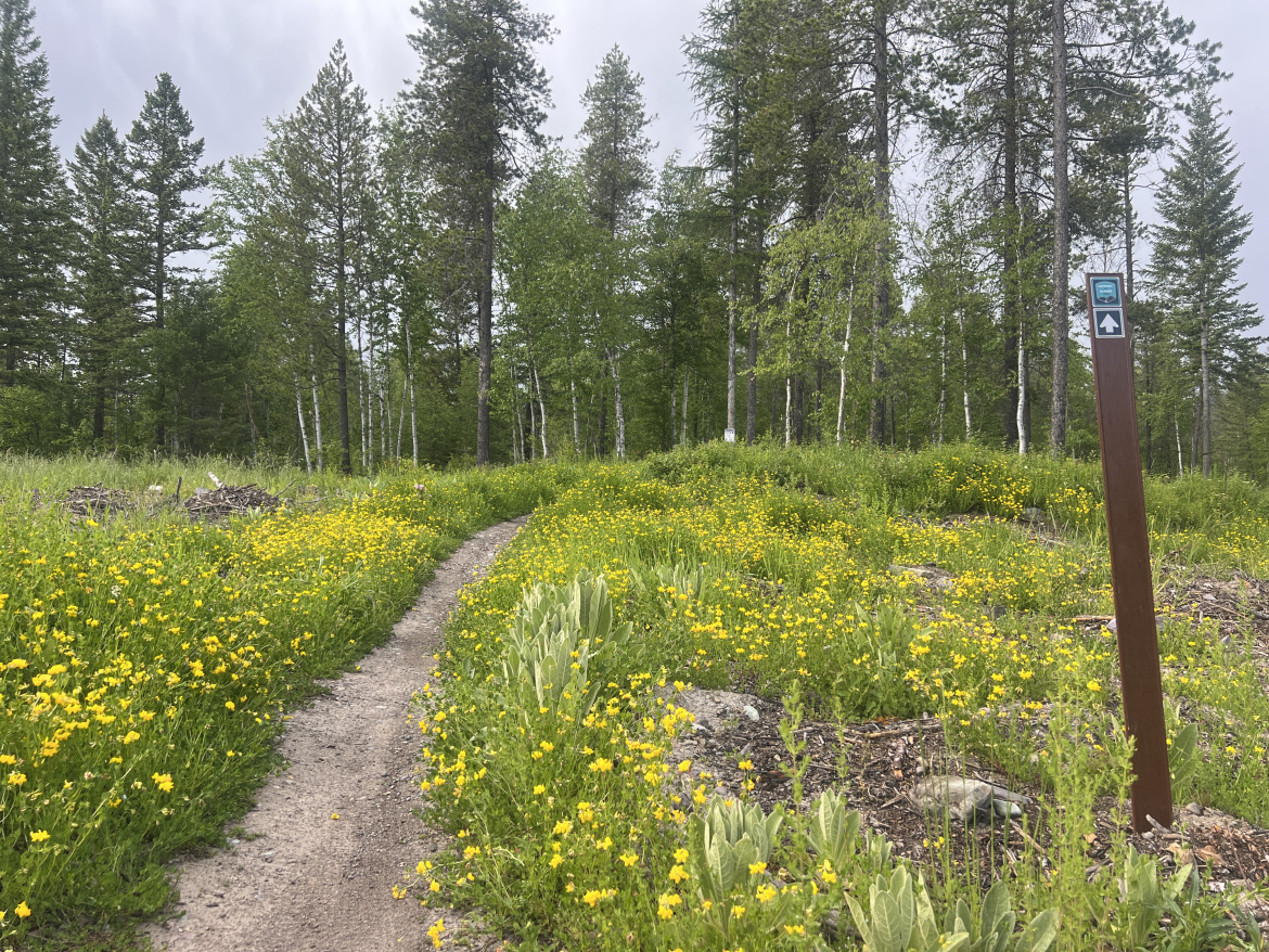 A dirt path winding through a vibrant field of yellow wildflowers, bordered by lush green grass and scattered rock formations. Tall trees, including pine and birch, rise in the background under a cloudy sky. A trail marker on the right indicates direction, complementing the natural scenery.