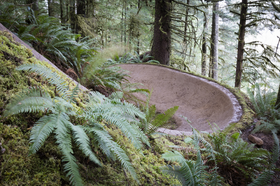 A natural landscape featuring a dirt bike bowl partially surrounded by lush green ferns and moss, set in a dense forest of tall trees. The bowl is curved and blends with the earthy terrain, highlighting the contrast between the soil and the vibrant foliage.