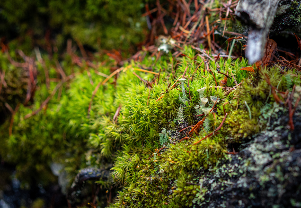 Close-up view of vibrant green moss growing on a rocky surface, interspersed with bits of brown pine needles and small twigs, capturing the intricate textures and colors of the natural environment.