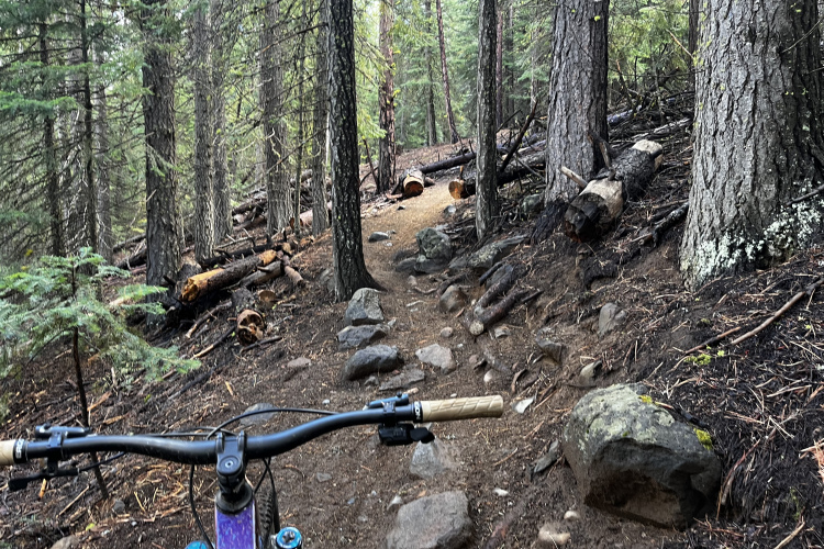 A mountain bike is positioned at the start of a rocky and narrow dirt trail winding through a dense forest with tall trees and scattered logs, showcasing a natural, rugged terrain suitable for off-road biking.