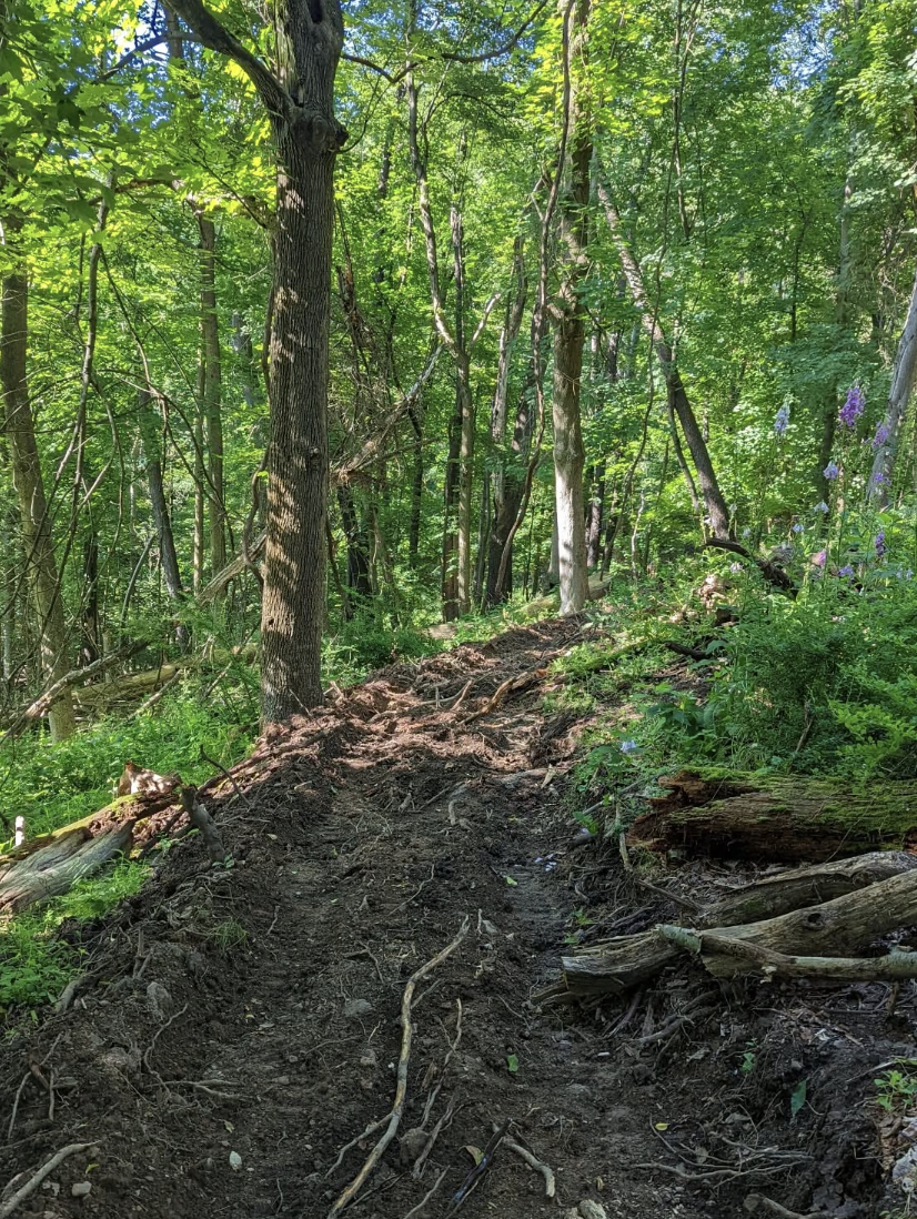 A narrow, winding dirt path through a lush green forest with tall trees and underbrush. The trail is somewhat uneven, featuring exposed roots and patches of bare soil, surrounded by vibrant foliage and occasional wildflowers. The scene conveys a sense of peacefulness and natural beauty.