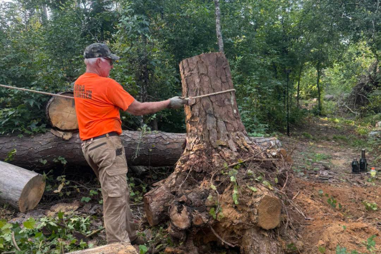 A person wearing an orange shirt and a camouflage cap is using a rope to pull a large tree stump while surrounded by fallen logs and greenery in a wooded area.