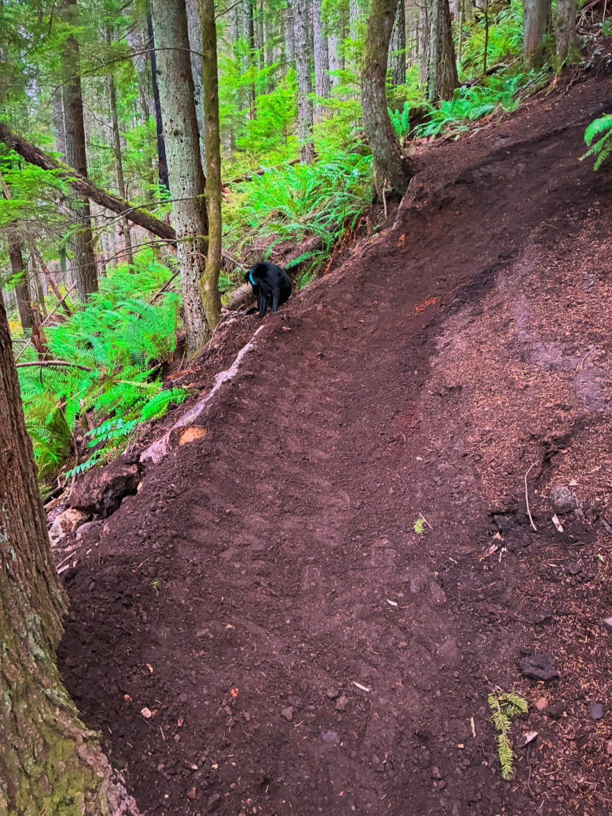 A black dog exploring a forested trail, surrounded by tall trees and lush green ferns. The trail is freshly disturbed soil, creating a clear path through the woods.