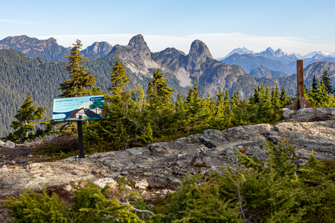 A scenic mountain landscape featuring rugged peaks in the background, partially covered by trees. In the foreground, a sign provides information about the "Common Raven," positioned on a rocky surface with greenery surrounding it. The sky is clear, indicating a bright day.