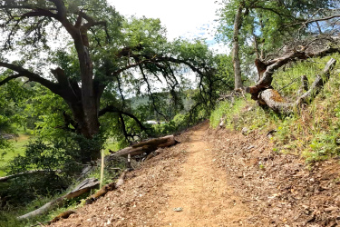 A dirt path winding through a lush forest, surrounded by green trees and fallen branches, under a bright sky.