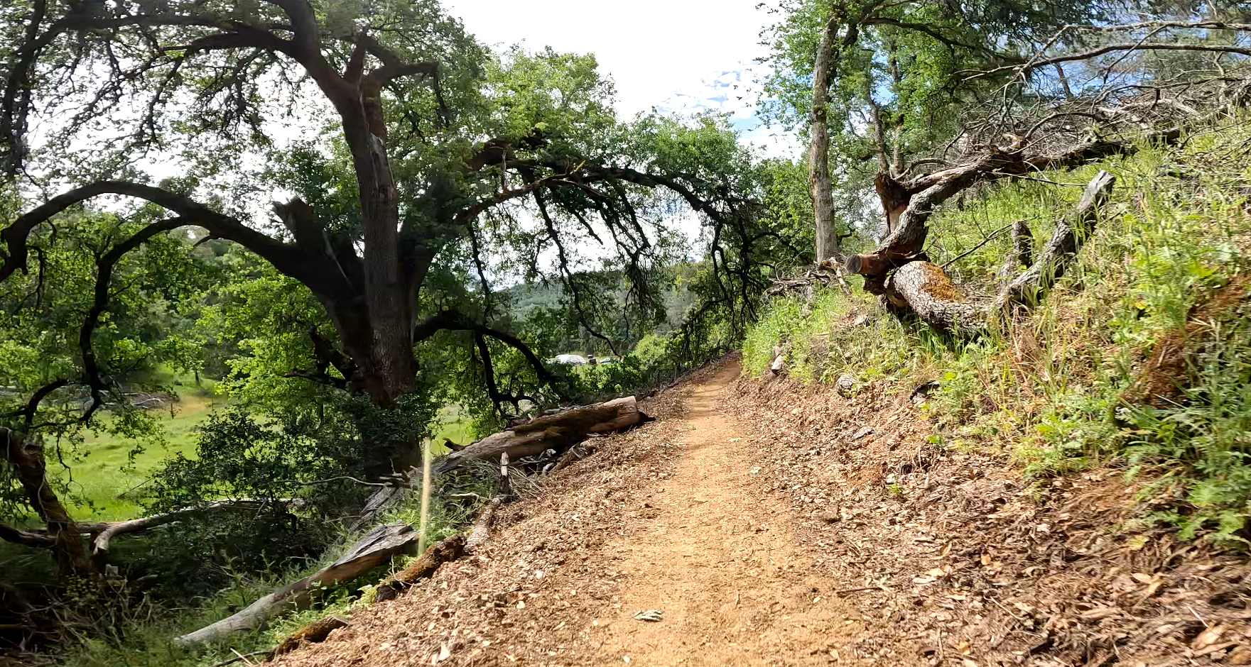 A dirt path winding through a lush forest, surrounded by green trees and fallen branches, under a bright sky.