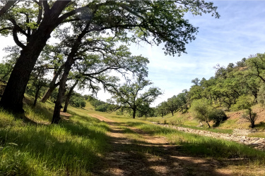 A scenic view of a dirt pathway lined with tall trees and lush green grass, leading through a serene landscape with gentle hills under a clear blue sky.