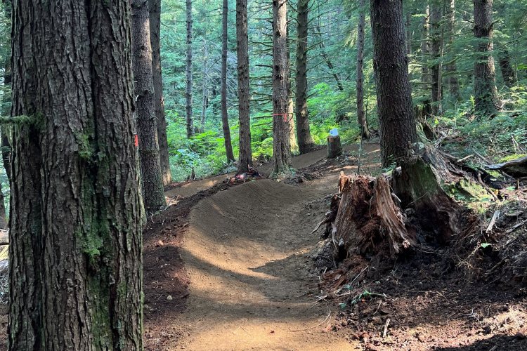 A winding dirt trail through a lush forest, lined by tall trees and greenery. The path features gentle curves and is well-maintained, with a few logs and stumps visible along the edges. Sunlight filters through the trees, creating a serene atmosphere.